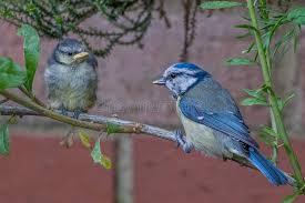 Attēlu rezultāti vaicājumam “Cyanistes caeruleus adult”