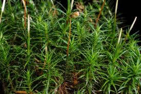 Attēlu rezultāti vaicājumam “Polytrichum formosum”