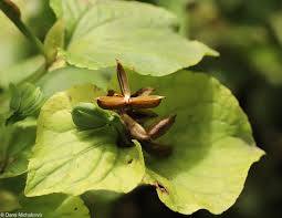 Attēlu rezultāti vaicājumam “Viola mirabilis leaf”