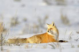 Attēlu rezultāti vaicājumam “Vulpes vulpes  adult”