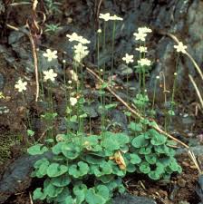 Attēlu rezultāti vaicājumam “Parnassia palustris leaf”