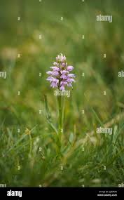 Attēlu rezultāti vaicājumam “Dactylorhiza majalis subsp. baltica bud”