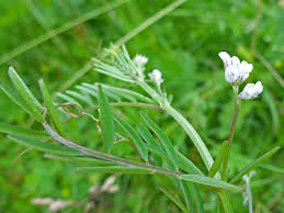 Attēlu rezultāti vaicājumam “Vicia hirsuta flower”