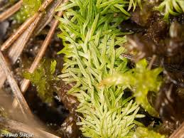 Attēlu rezultāti vaicājumam “Utricularia intermedia”