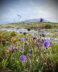 Image result for Succisa pratensis