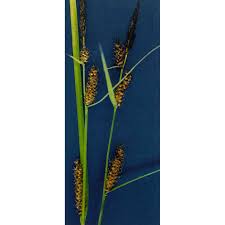 Attēlu rezultāti vaicājumam “Carex pilosa leaf”