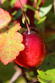 Attēlu rezultāti vaicājumam “Oxycoccus palustris fruit”