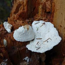 Attēlu rezultāti vaicājumam “Skeletocutis carneogrisea”