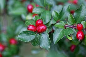 Attēlu rezultāti vaicājumam “Cotoneaster divaricatus fruit”