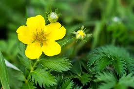 Image result for Potentilla argentea
