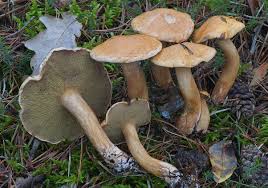 Attēlu rezultāti vaicājumam “Suillus bovinus”