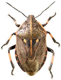 Attēlu rezultāti vaicājumam “Jalla dumosa imago”