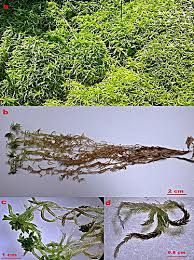 Attēlu rezultāti vaicājumam “Seligeria campylopoda sporophyte”