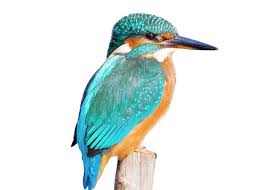 Attēlu rezultāti vaicājumam “Alcedo atthis”