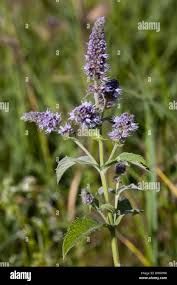 Attēlu rezultāti vaicājumam “Mentha longifolia flower”
