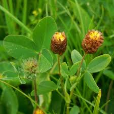 Attēlu rezultāti vaicājumam “Trifolium spadiceum leaf”