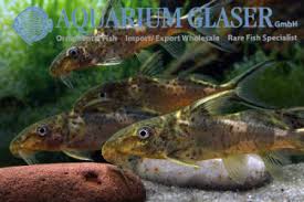 Attēlu rezultāti vaicājumam “Sorex sp.”