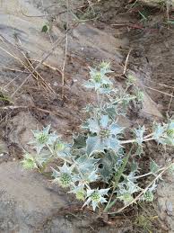 Attēlu rezultāti vaicājumam “Eryngium maritimum”