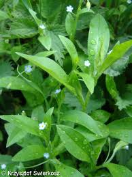 Attēlu rezultāti vaicājumam “Myosotis sparsiflora flower”