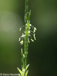 Attēlu rezultāti vaicājumam “Glyceria fluitans”