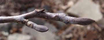 Attēlu rezultāti vaicājumam “Liriodendron tulipifera bud”