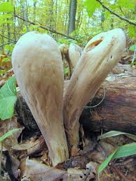 Attēlu rezultāti vaicājumam “Clavariadelphus pistillaris”