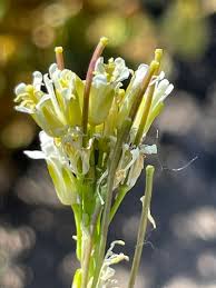 Attēlu rezultāti vaicājumam “Arabis glabra”