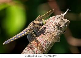 Attēlu rezultāti vaicājumam “Orthetrum cancellatum”