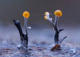 Attēlu rezultāti vaicājumam “Lycogala alisaulianovae sessile”