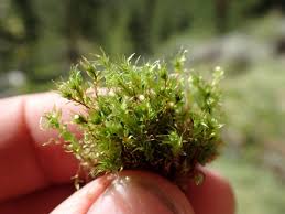 Attēlu rezultāti vaicājumam “Pohlia”