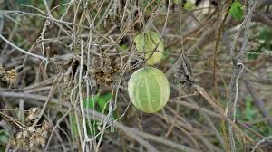 Attēlu rezultāti vaicājumam “Echinocystis lobata fruit”