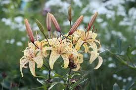 Attēlu rezultāti vaicājumam “Lilium lancifolium”