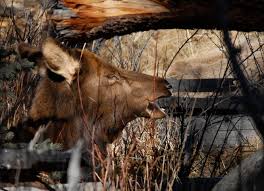 Attēlu rezultāti vaicājumam “Cervus elaphus”