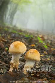 Attēlu rezultāti vaicājumam “Amanita crocea”