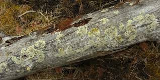 Attēlu rezultāti vaicājumam “Parmeliopsis ambigua”