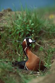 Image result for Branta ruficollis