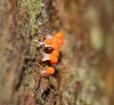 Attēlu rezultāti vaicājumam “Hemitrichia decipiens”