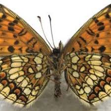 Attēlu rezultāti vaicājumam “Mellicta athalia underside”