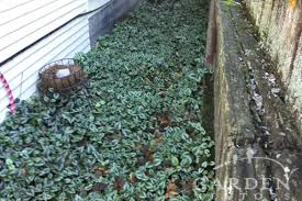 Attēlu rezultāti vaicājumam “Lamiastrum galeobdolon bud”