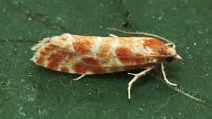 Attēlu rezultāti vaicājumam “Rhyacionia pinicolana”