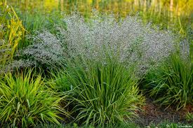 Attēlu rezultāti vaicājumam “Molinia caerulea leaf”