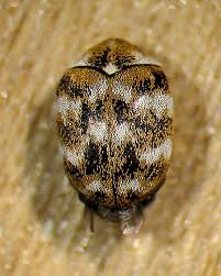 Attēlu rezultāti vaicājumam “Anthrenus sp. imago”