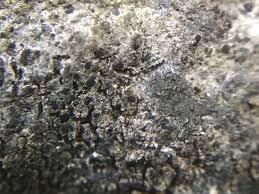 Attēlu rezultāti vaicājumam “Athelia arachnoidea”