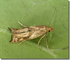 Attēlu rezultāti vaicājumam “Epermenia falciformis”