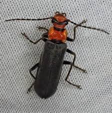 Attēlu rezultāti vaicājumam “Cantharidae”