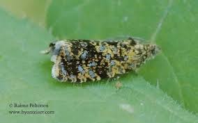 Attēlu rezultāti vaicājumam “Celypha siderana”