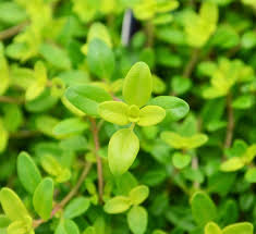 Attēlu rezultāti vaicājumam “Thymus vulgaris leaf”