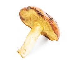 Attēlu rezultāti vaicājumam “Suillus luteus”