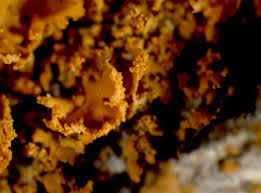 Attēlu rezultāti vaicājumam “Xanthoria fulva”