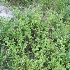 Attēlu rezultāti vaicājumam “Salix aurita flower”